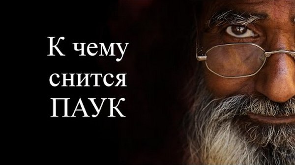 к чему снится паук сонник